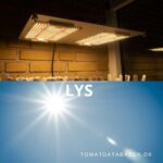Hvor mange timers lys skal tomatplanterne have