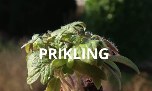 Prikling af tomatplanter
