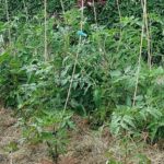 Græs som jordafdækning