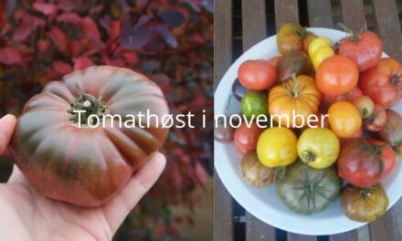 Klimaforandringer og tomatdyrkning (2025)