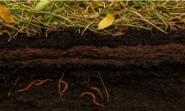 Jordforbedring og klimatilpasning