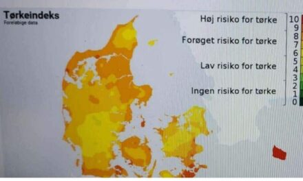 Tørkeindeks og tomatdyrkning