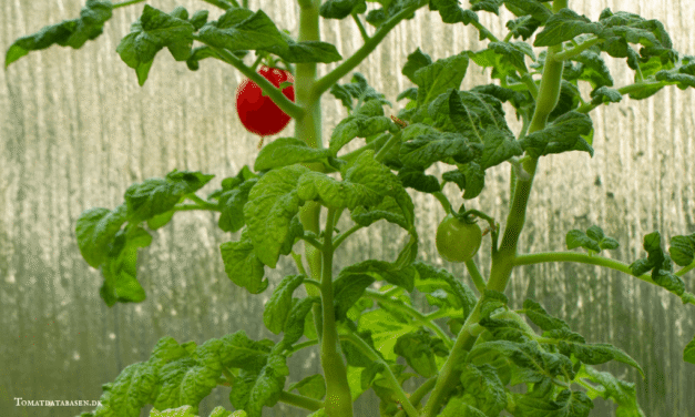Overvintring af tomatstiklinger