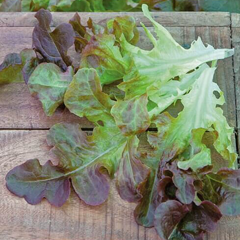 Pluk-salat - 'Red Salad Bowl'