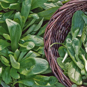 Feld-salat - 'Lamb's lettuce'