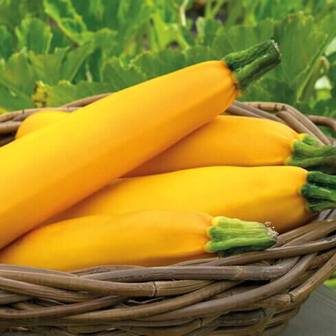 Sommer squash - Gold Rush F1