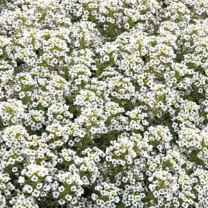 Snetæppe – Alyssum