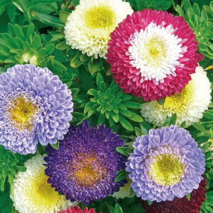 Sommeraster  - ‘Pompon’ (blandet)