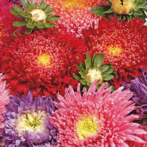 Sommeraster  - 'Prinsesse' (blandet)