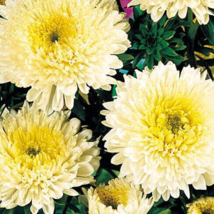 Sommeraster  - 'Prinsesse' gul