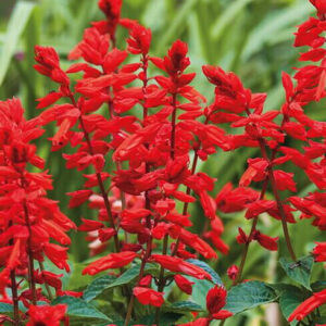 Salvia, Ildsalvie St. John's Ild