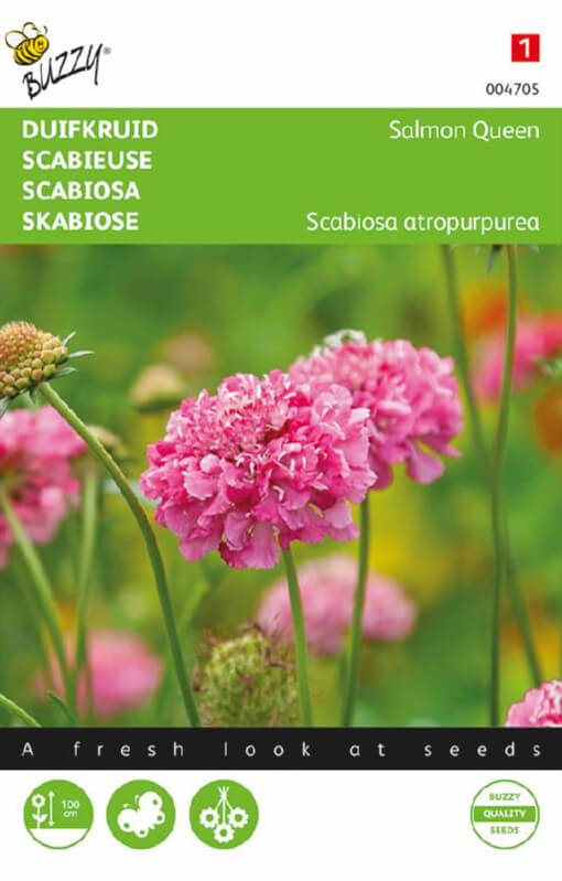 Scabiosa, Salmon Queen - Billede 2