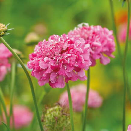 Scabiosa, Salmon Queen