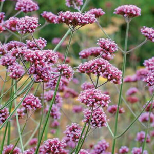 Verbena - Kæmpejernurt