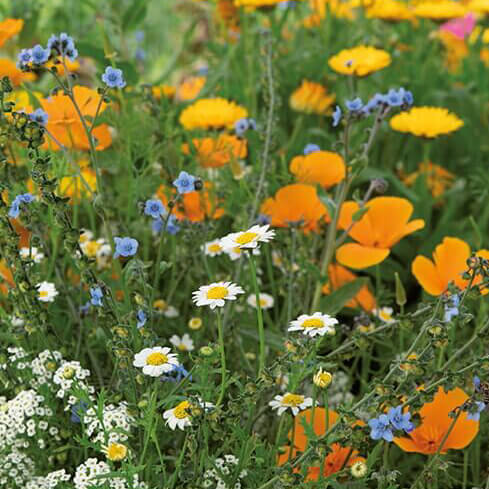 Blomstertæppe, 1 årig