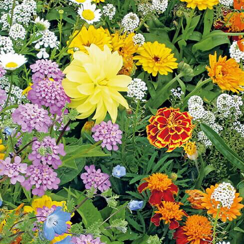 Blomster til bier, blanding