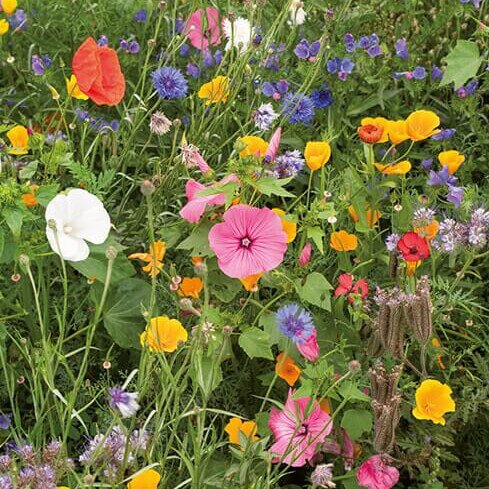 Blomster til sommerfugle,blanding