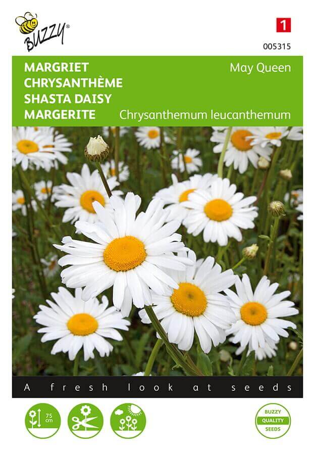 Chrysanthemum ‘May Queen’ - Billede 3