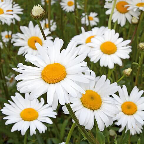 Chrysanthemum ‘May Queen’