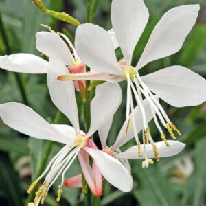 Prydstjerne ‘Sparkle White’