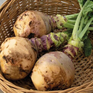 Kålroe 'Champion, Engelske Gule  Rødkop'