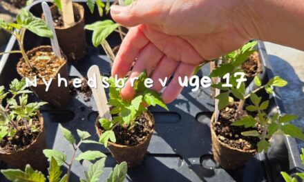Nyhedsbrev uge 17