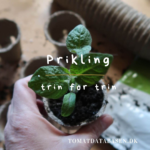 Prikling af tomatplanter