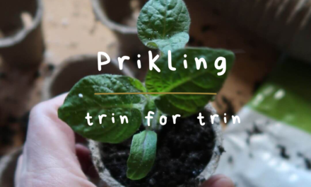 Prikling af tomatplanter