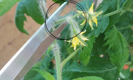 Fjernelse af tomatblomster