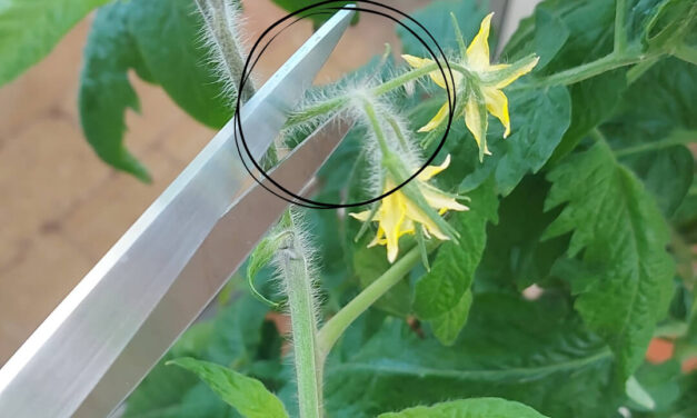Fjernelse af tomatblomster