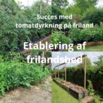 Succes med tomatdyrkning på friland – voksested