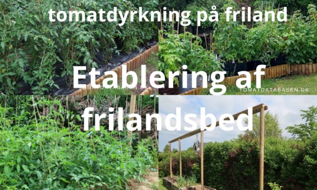 Succes med tomatdyrkning på friland – voksested