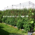 Nyhedsbrev: Succes med tomatdyrkning på friland