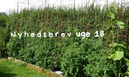 Nyhedsbrev: Succes med tomatdyrkning på friland