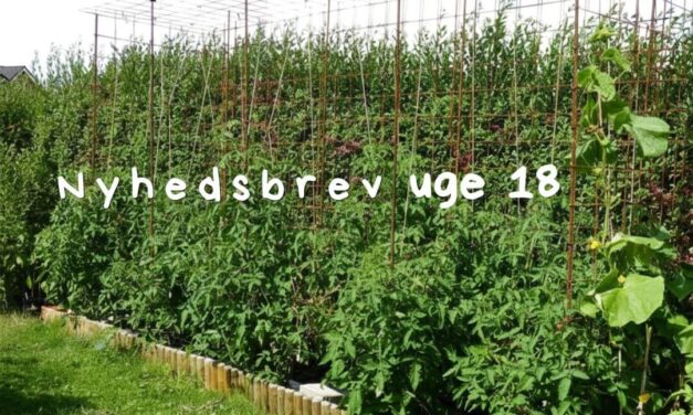 Nyhedsbrev: Succes med tomatdyrkning på friland