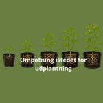 Ompotning frem til udplantning