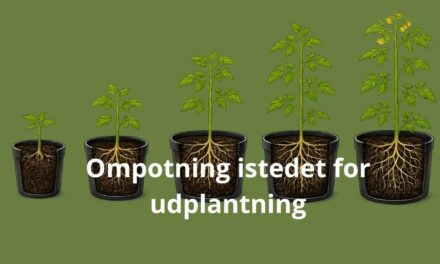 Ompotning frem til udplantning