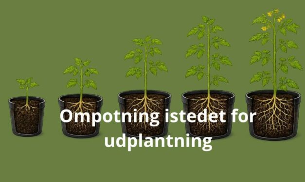Ompotning frem til udplantning