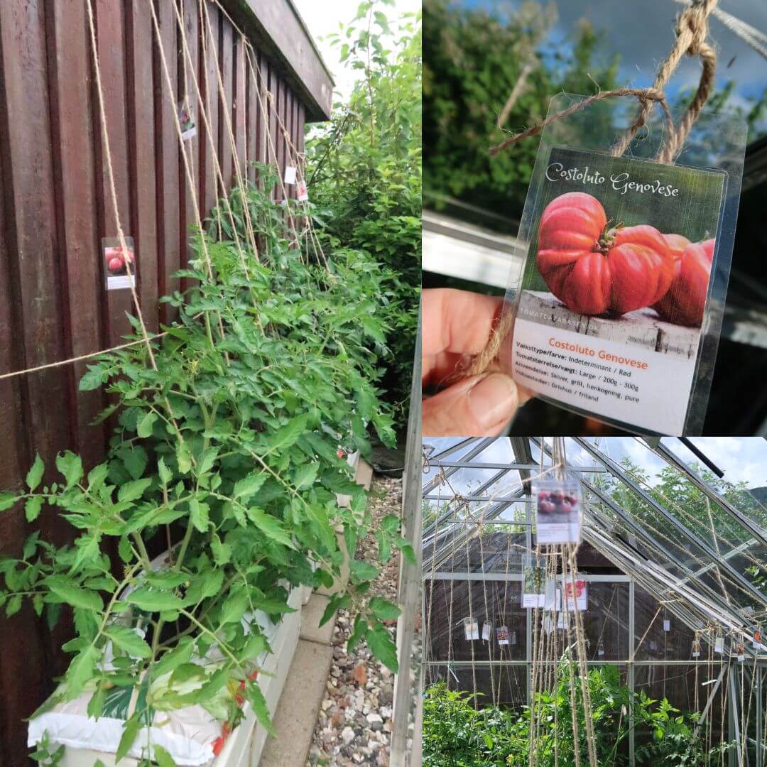 planteskilte Gemme tomater - vintertomater