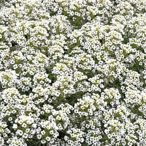 snetæppe 004505 Irlands Klokke - Molucella Buzzy