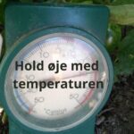 Hvad betyder temperaturen for tomatplanter?