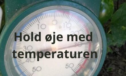 Hvad betyder temperaturen for tomatplanter?