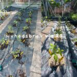 Nyhedsbrev: Udplantning i drivhuset