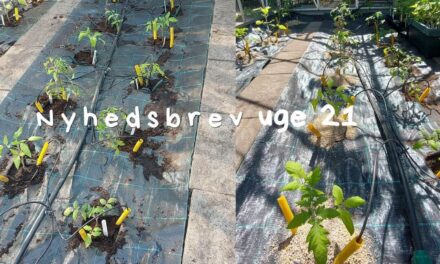 Nyhedsbrev: Udplantning i drivhuset